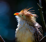 Guira Cuckoo Vl by deseonocturno