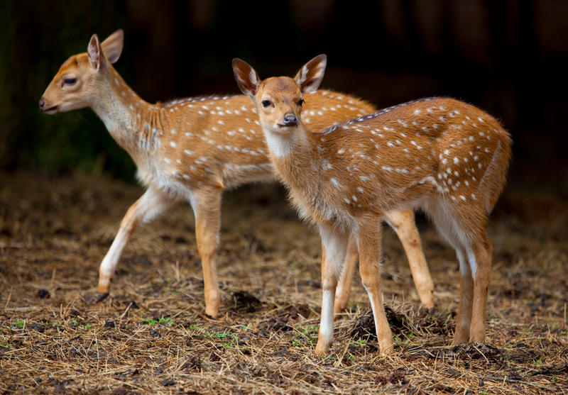 Fawns by deseonocturno on DeviantArt