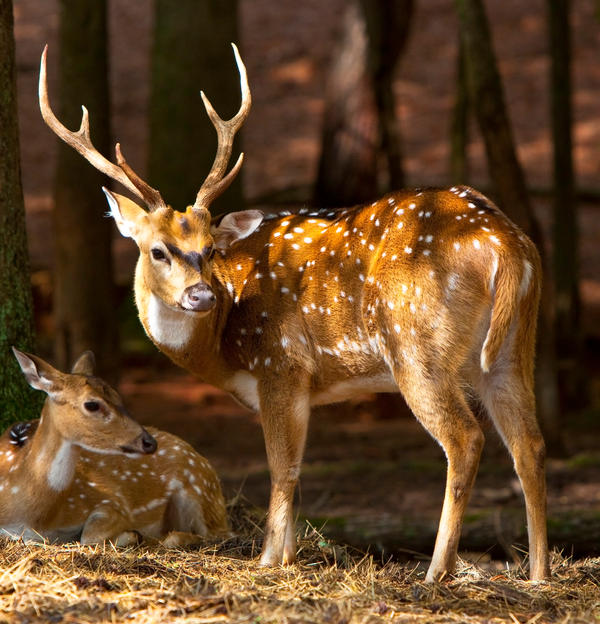 Chital Deer by deseonocturno on DeviantArt Chital Deer by deseonocturno on DeviantArt