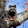 Young raccoon