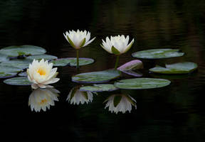 Water Lilies Vl