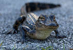 Juvenile American Alligator by deseonocturno