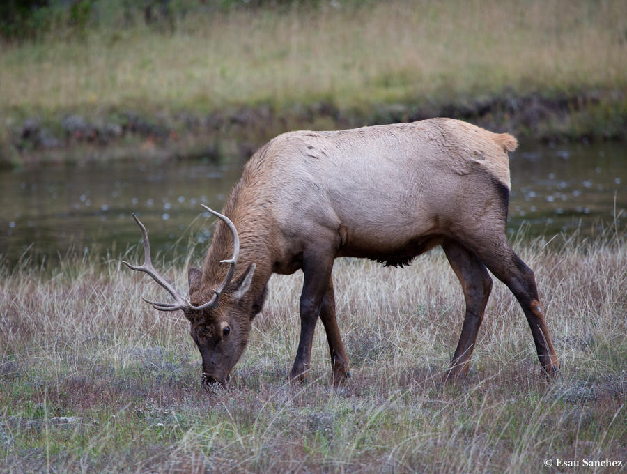 Elk .V