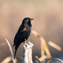 Red-winged Blackbird lV