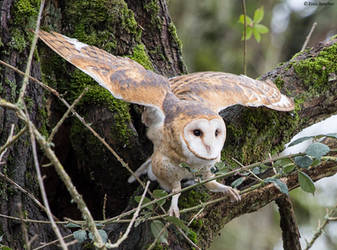 Barn Owl