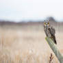 Long-eared Owl ll