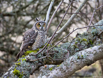 Long-eared Owl lll