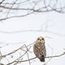 Short-eared owl