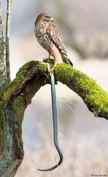 Red-shouldered Hawk and prey lll