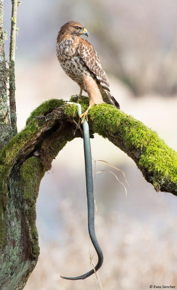 Red-shouldered Hawk and prey lll