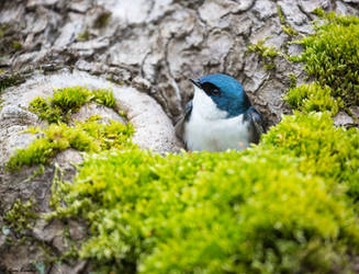 Tree Swallow by deseonocturno