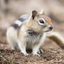 Golden-Mantled Ground Squirrel