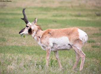 Pronghorn