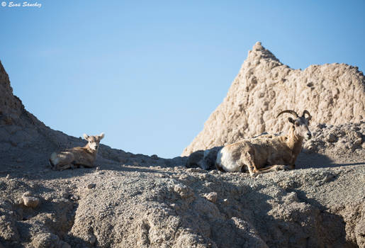 Bighorn Sheep