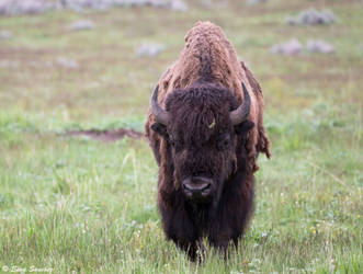 Bison