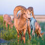 Bighorn Ram