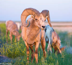 Bighorn Ram