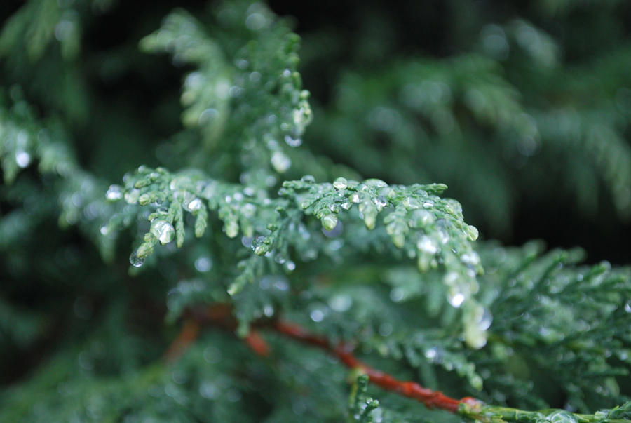 rain droplets 2