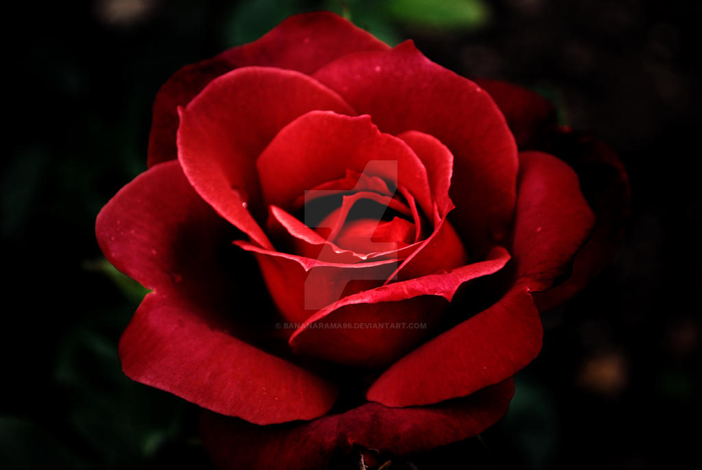 Blood Red Rose by bananarama96 on DeviantArt