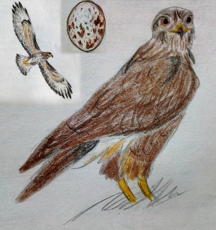 Common Buzzard (buteo buteo) by MysteriousShine on DeviantArt
Buteo Buteo