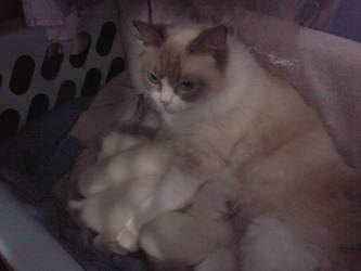 Cat Mum and Kittens x3