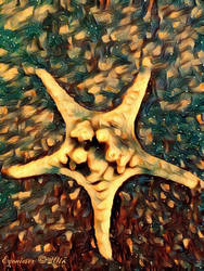 Daydream Starfish