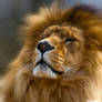 The pride of a lion portrait