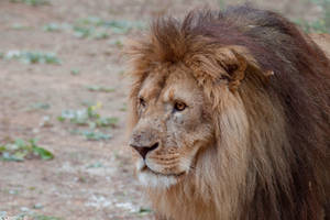 Lion portrait