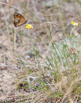 Orange Butterfly