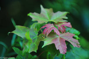 Red and green