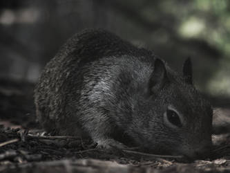 yosemite squirrel