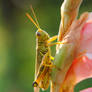 Grasshopper