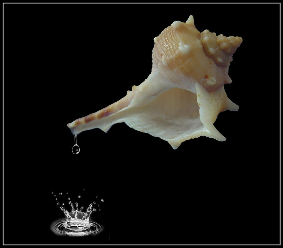 Crying Shells Crying shell by MotherEarth on DeviantArt
