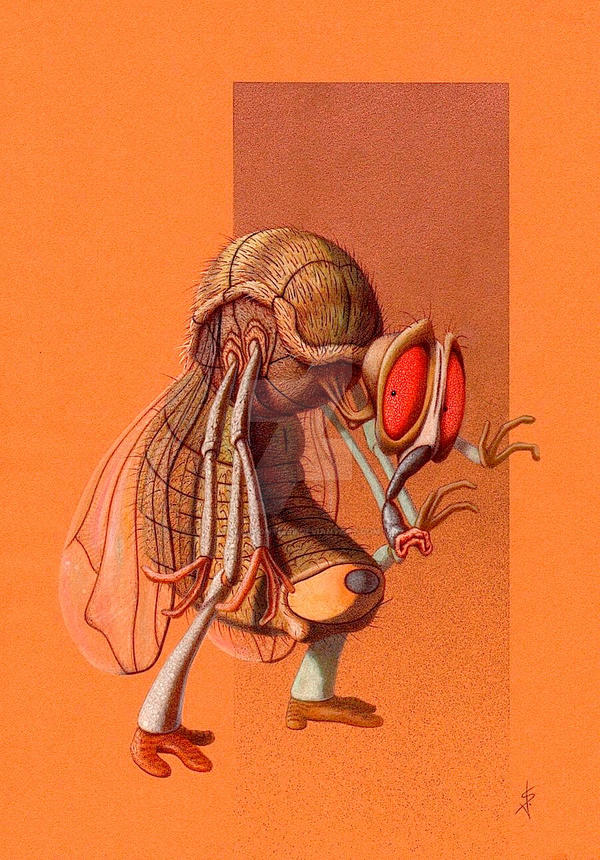 Fictional Fly Cartoon fly! by Saulcontilde on DeviantArt