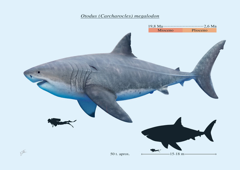 Otodus (Carcharocles) megalodon by Saulcontilde on DeviantArt