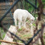 Mary's Asturian Lamb