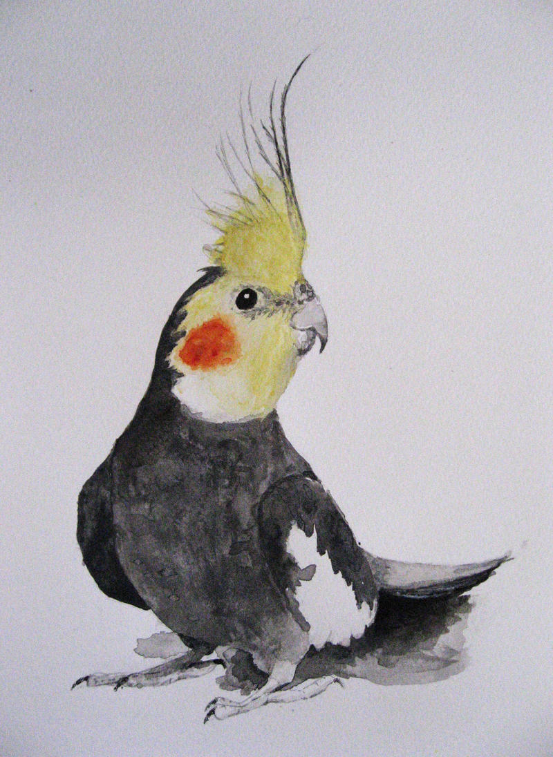 Cockatiel