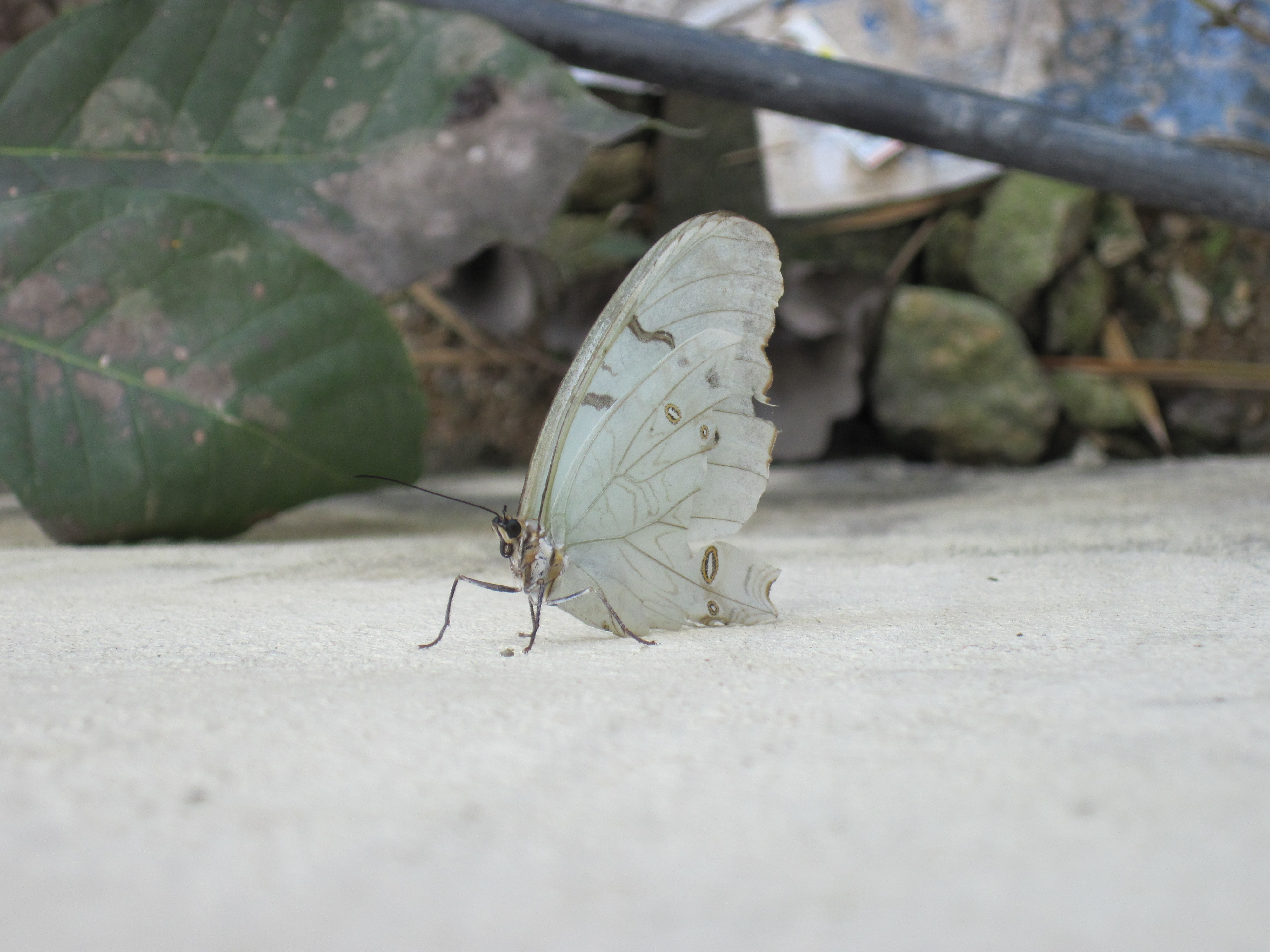 Butterfly on White Wall