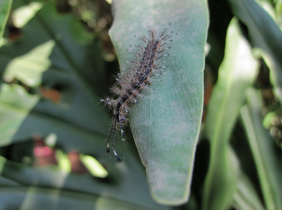 Hungry Hairy Catapillar