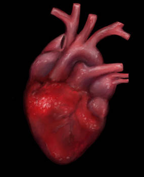 Digital Anatomical Heart