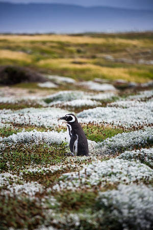 Tux alone by jViks Tux alone by jViks