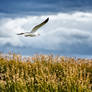 Flight of a Seagul