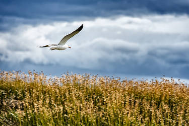 Flight of a Seagul