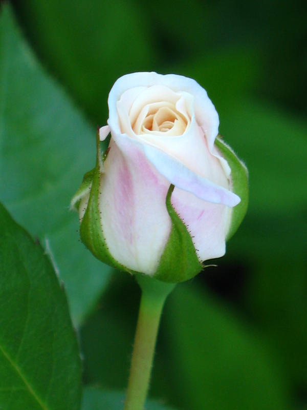 White Rose 2 by retro07 on DeviantArt