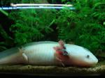 Axolotl Stock by Kausza