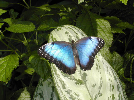 Niagara Falls... Butterfly