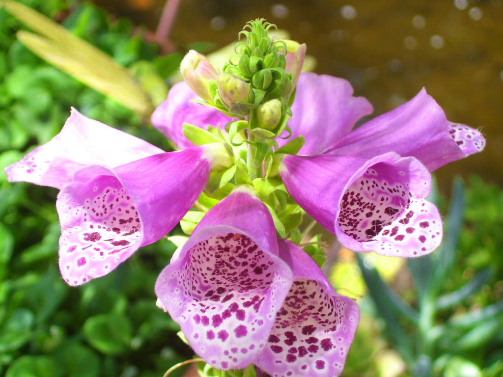 Foxglove