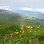 Mountain flowers