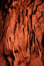 tree bark under red traffic light