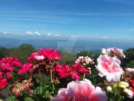 flowers and valleys